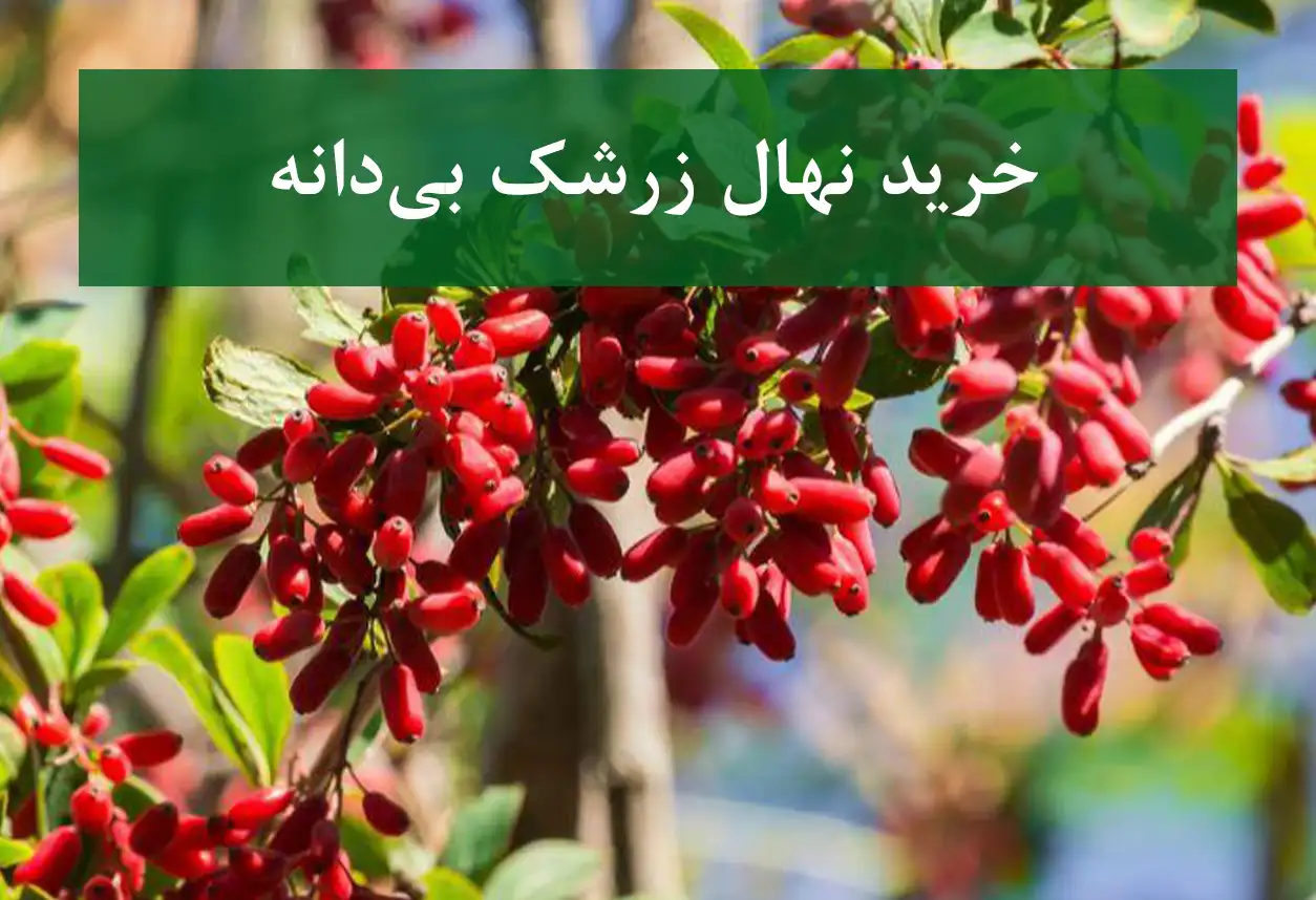 خرید نهال زرشک بی‌دانه + نهال سالم و استاندارد