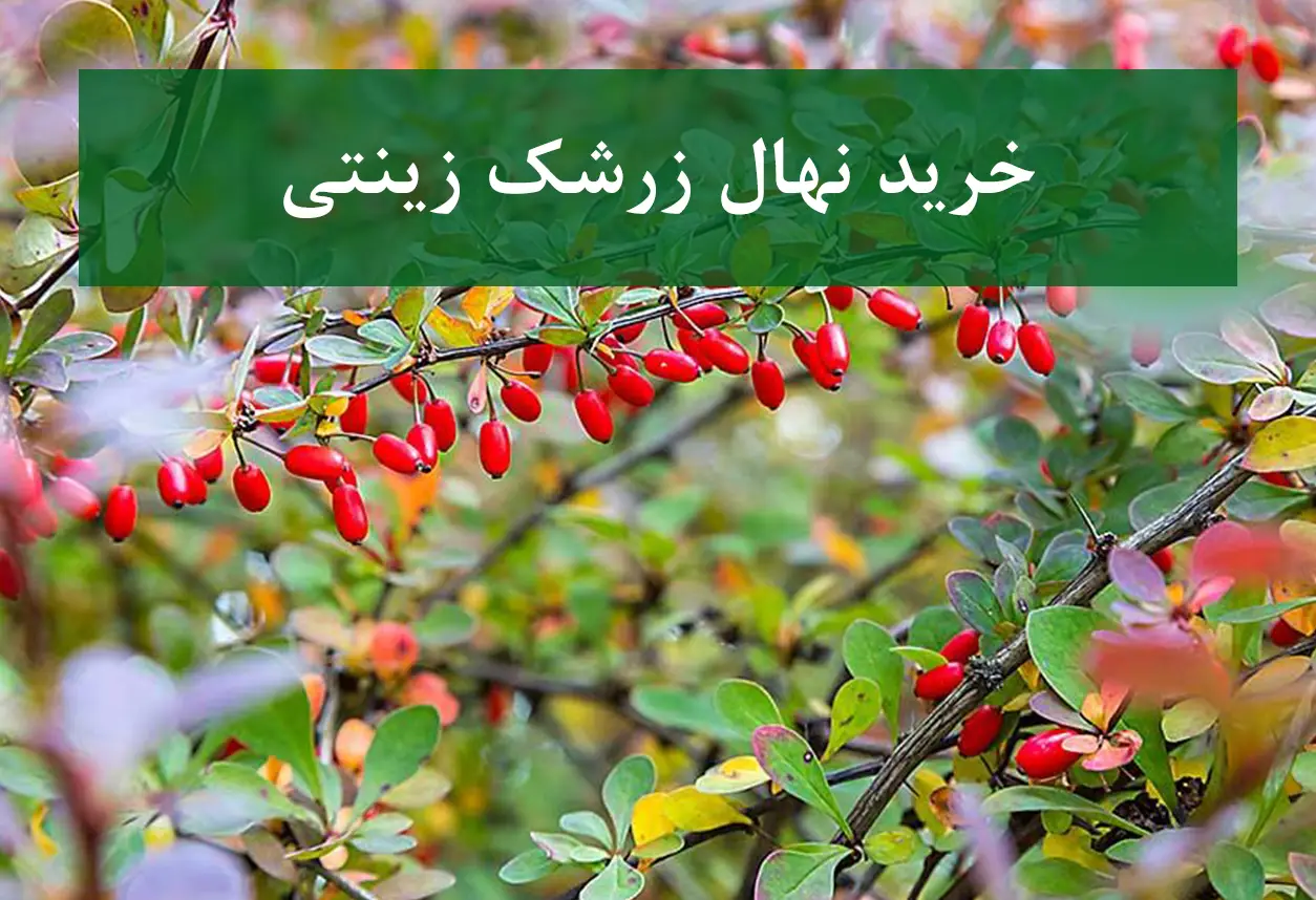 خرید نهال زرشک زینتی + نهال سالم و استاندارد