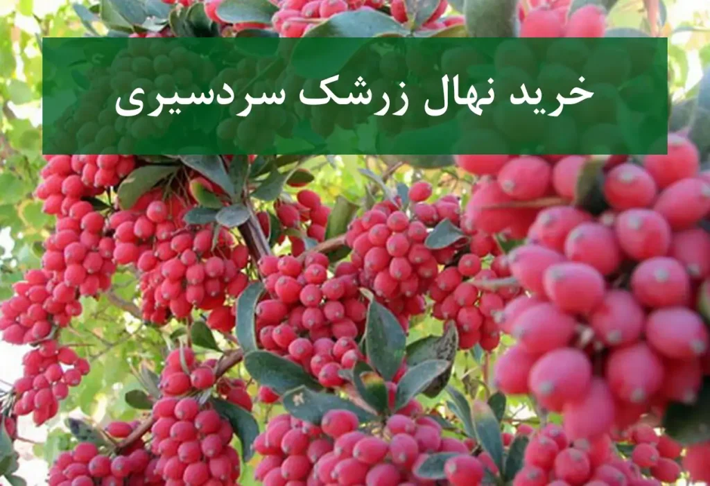 خرید نهال زرشک سردسیری + نهال سالم و استاندارد