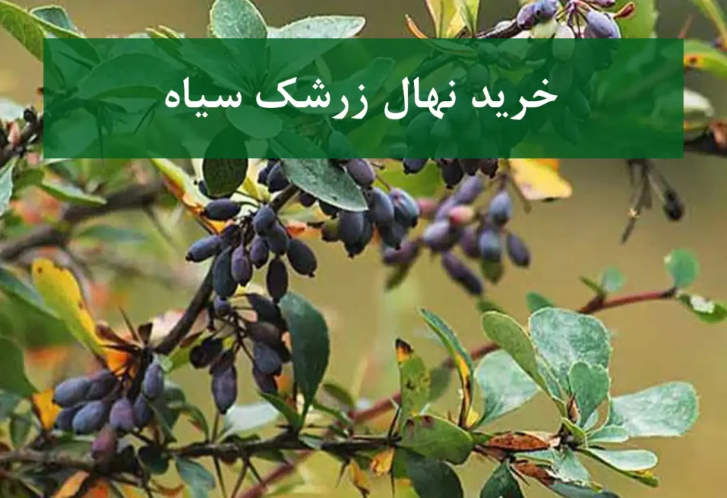 خرید نهال زرشک سیاه + نهال سالم و استاندارد