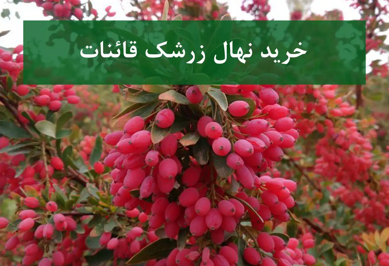 خرید نهال زرشک قائنات + نهال سالم و استاندارد