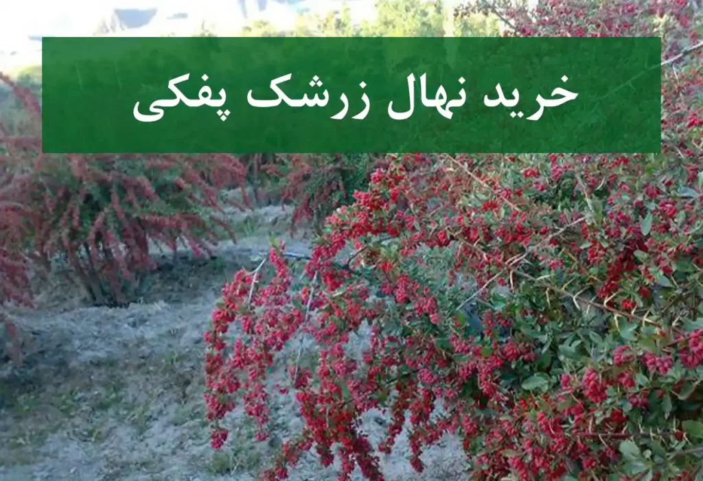 خرید نهال زرشک پفکی + نهال سالم و استاندارد