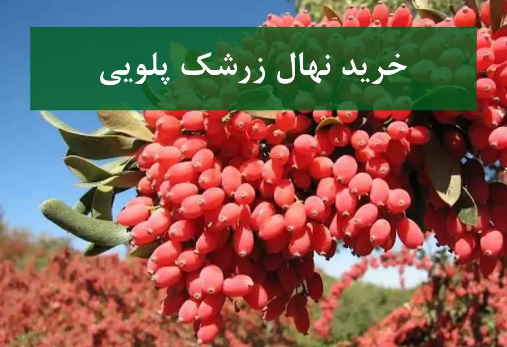 خرید نهال زرشک پلویی + نهال سالم و استاندارد