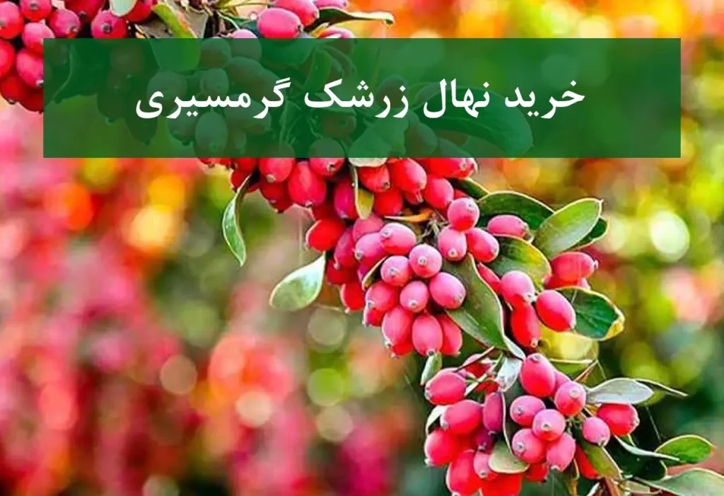خرید نهال زرشک گرمسیری + نهال سالم و استاندارد