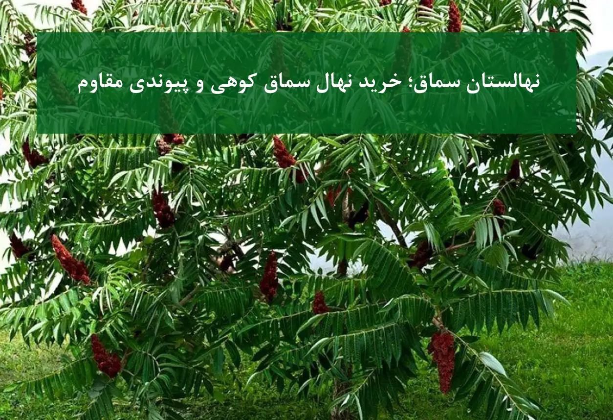 خرید نهال سماق + نهال‌های کوهی و پیوندی باکیفیت