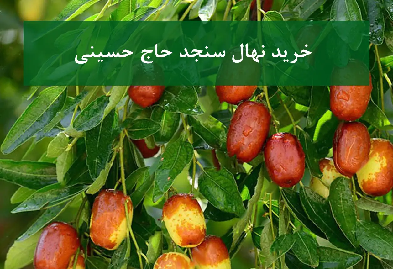 خرید نهال سنجد حاج حسینی + مناسب احداث باغ