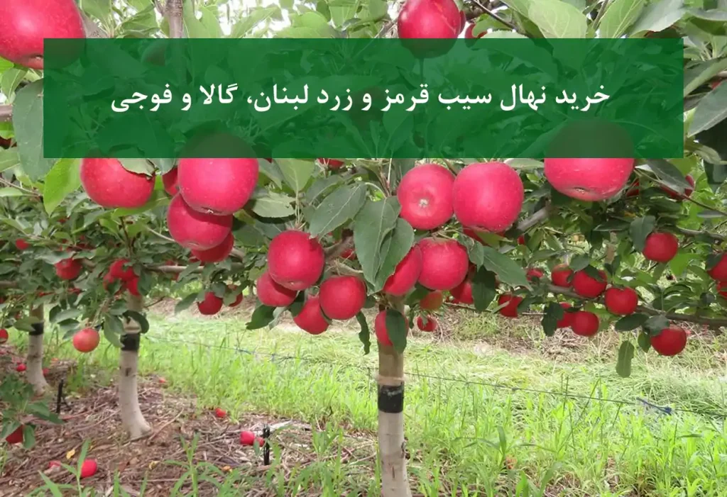 خرید نهال سیب قرمز و زرد لبنان + ارقام گالا و فوجی