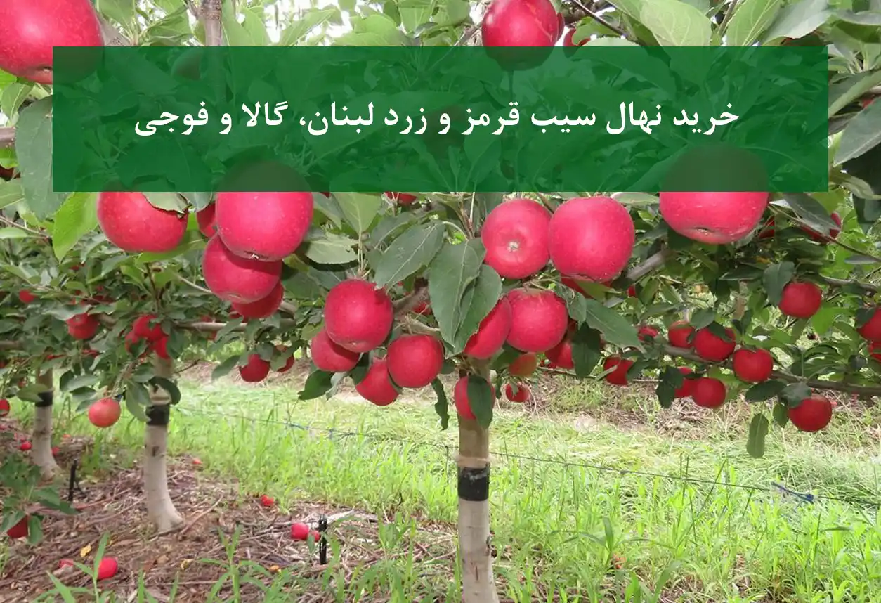 خرید نهال سیب قرمز و زرد لبنان + ارقام گالا و فوجی