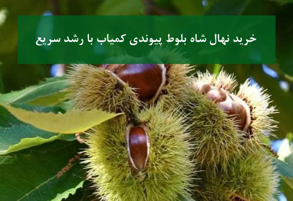 خرید نهال شاه بلوط پیوندی + رشد سریع و کمیاب