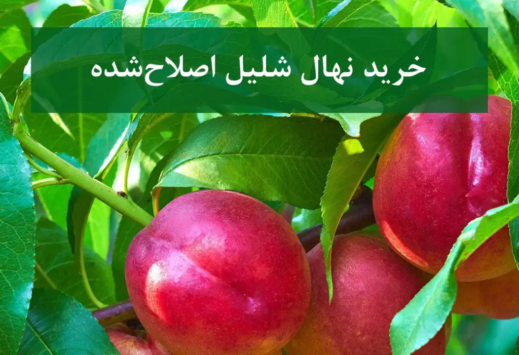 خرید نهال شلیل اصلاح‌شده + نهال سالم و استاندارد
