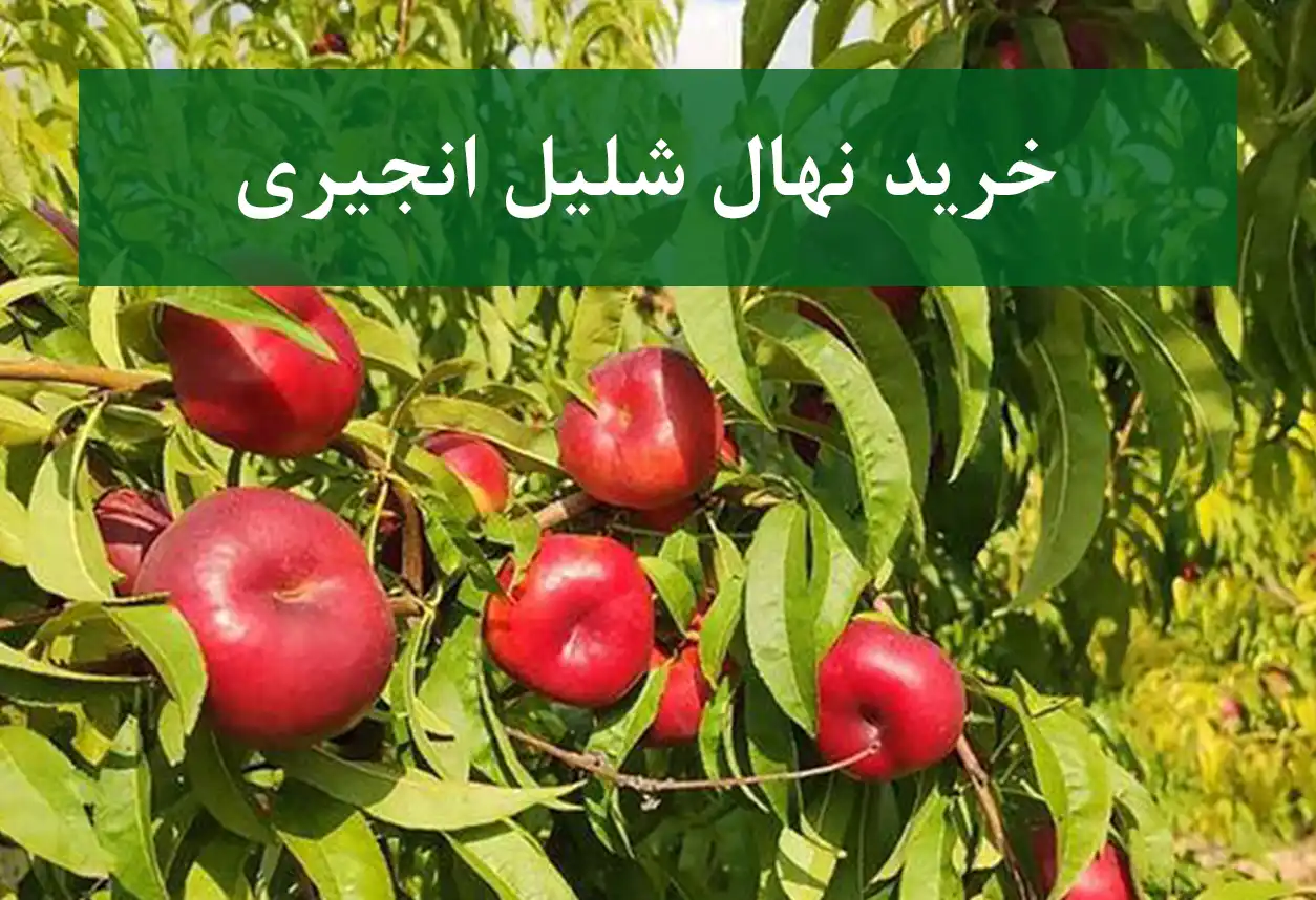 خرید نهال شلیل انجیری + نهال سالم و استاندارد