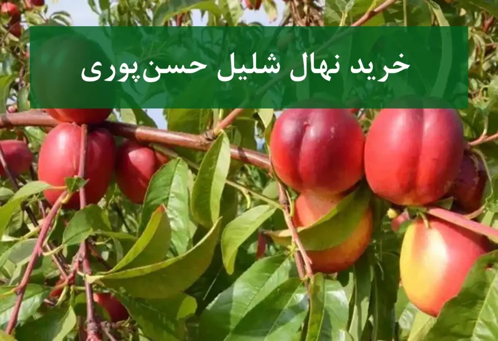 خرید نهال شلیل حسن‌پوری + نهال سالم و استاندارد