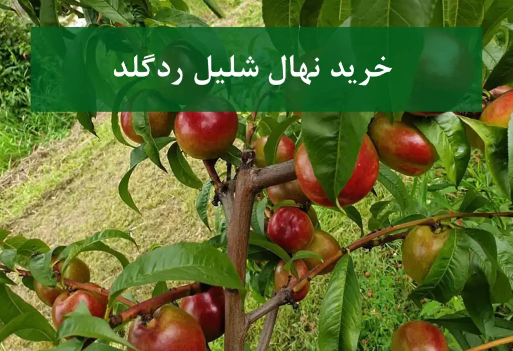 خرید نهال شلیل ردگلد + نهال سالم و استاندارد