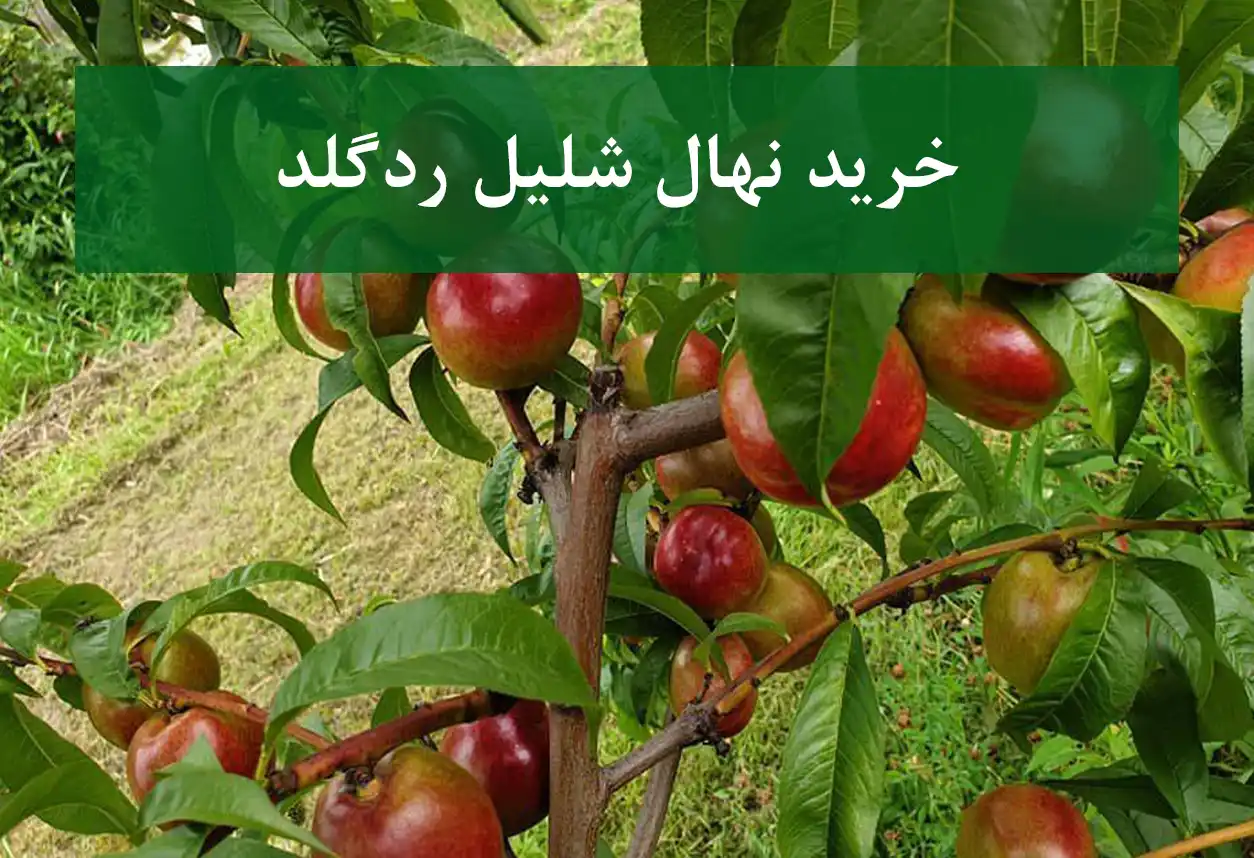 خرید نهال شلیل ردگلد + نهال سالم و استاندارد