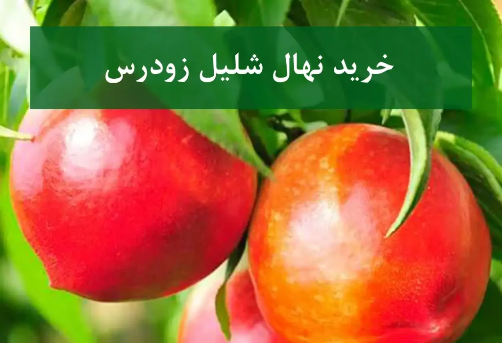 خرید نهال شلیل زودرس + نهال سالم و استاندارد