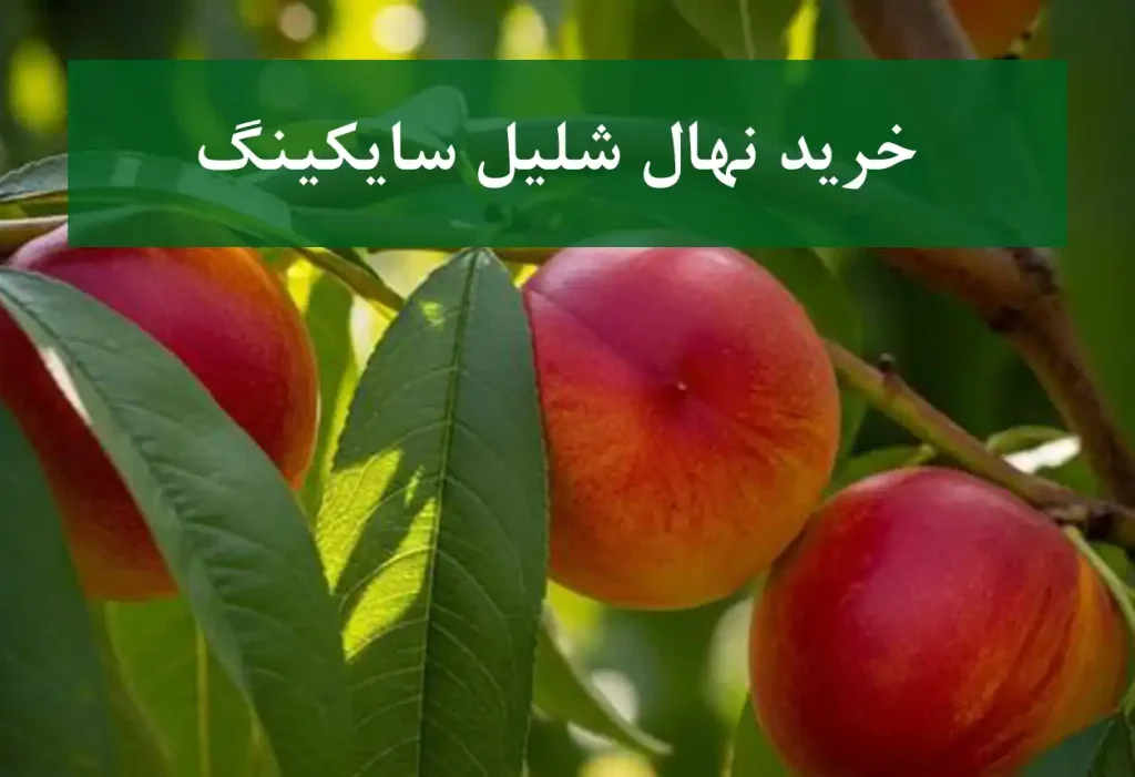 خرید نهال شلیل سایکینگ + نهال باکیفیت و پربار