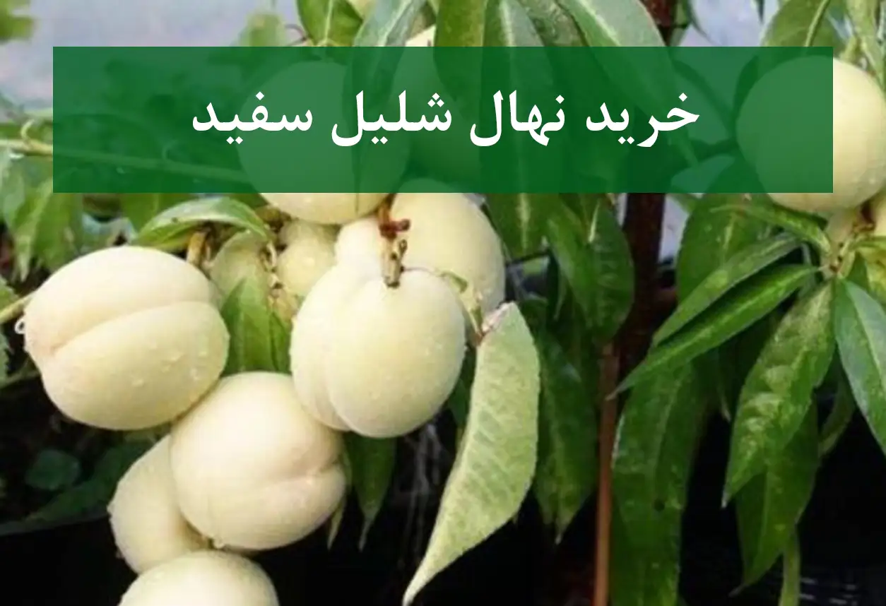 خرید نهال شلیل سفید + نهال باکیفیت و پربار