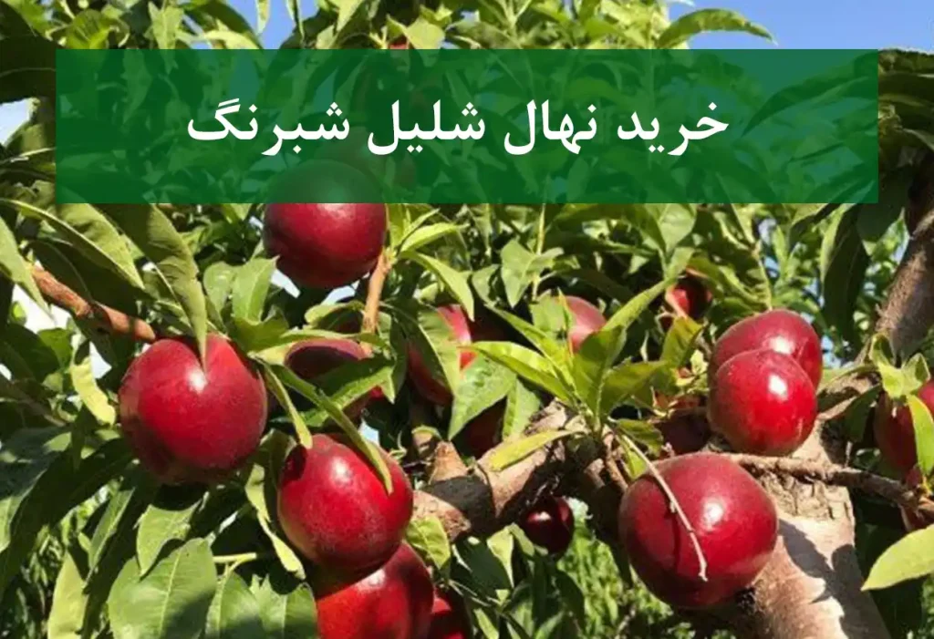 خرید نهال شلیل شبرنگ + نهال باکیفیت و پربار