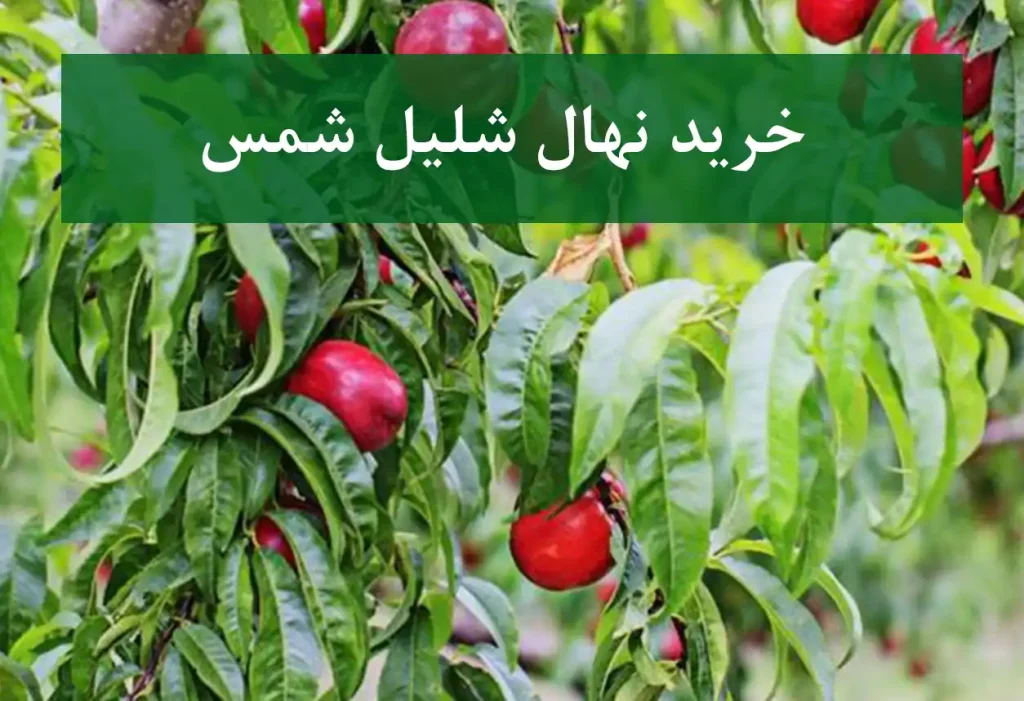 خرید نهال شلیل شمس + نهال سالم و استاندارد