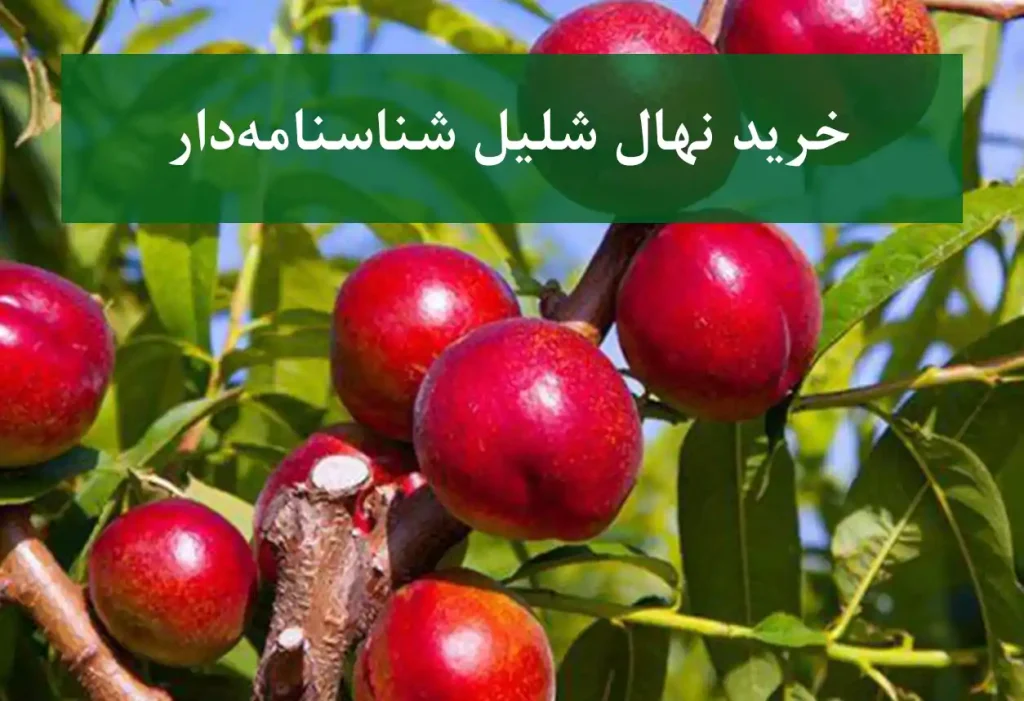 خرید نهال شلیل شناسنامه‌دار + نهال سالم و استاندارد