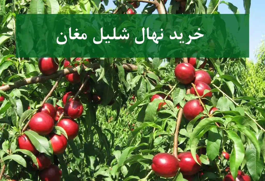 خرید نهال شلیل مغان + نهال سالم و استاندارد
