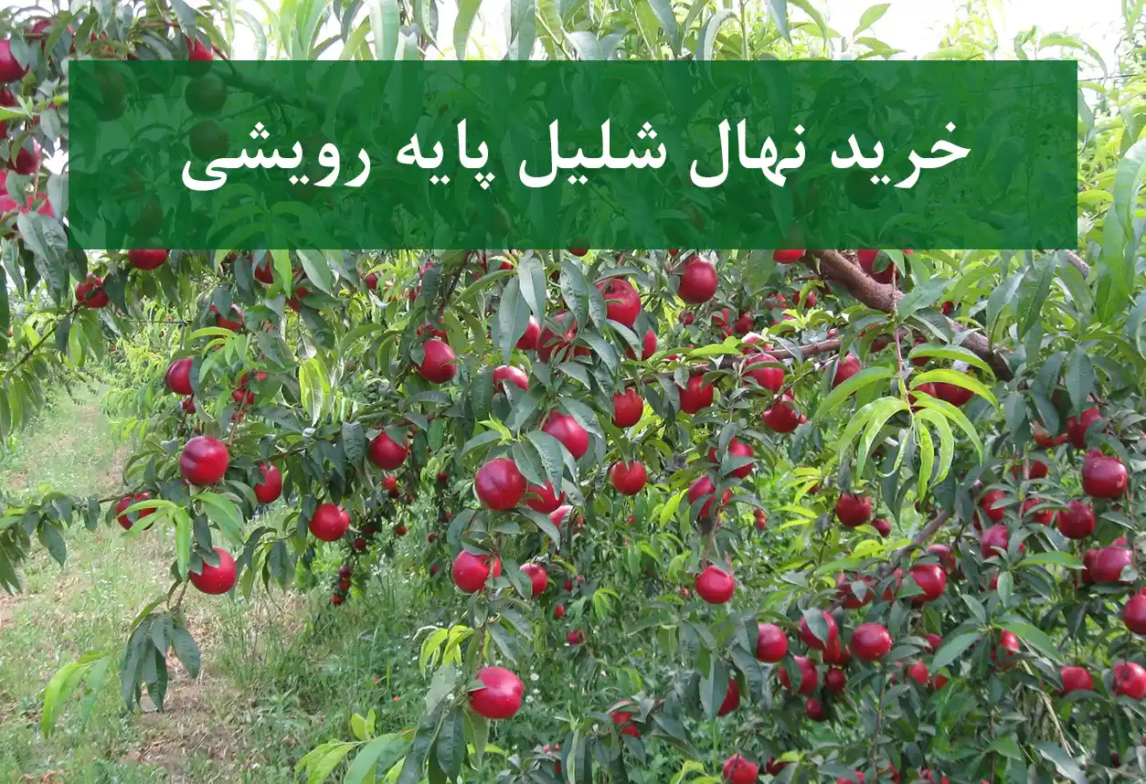 خرید نهال شلیل پایه رویشی + نهال باکیفیت و پربار