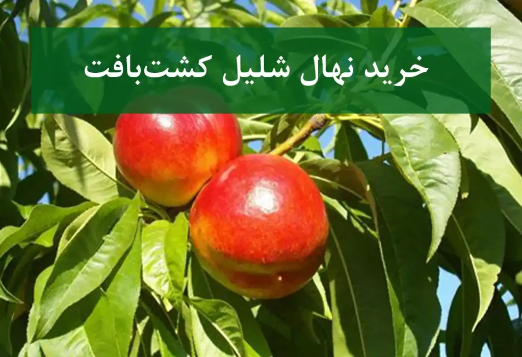 خرید نهال شلیل کشت‌بافت + نهال باکیفیت و پربار