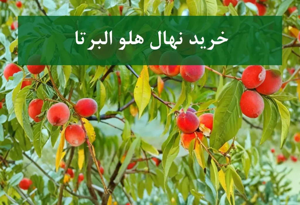 خرید نهال هلو البرتا + نهال سالم و پربار