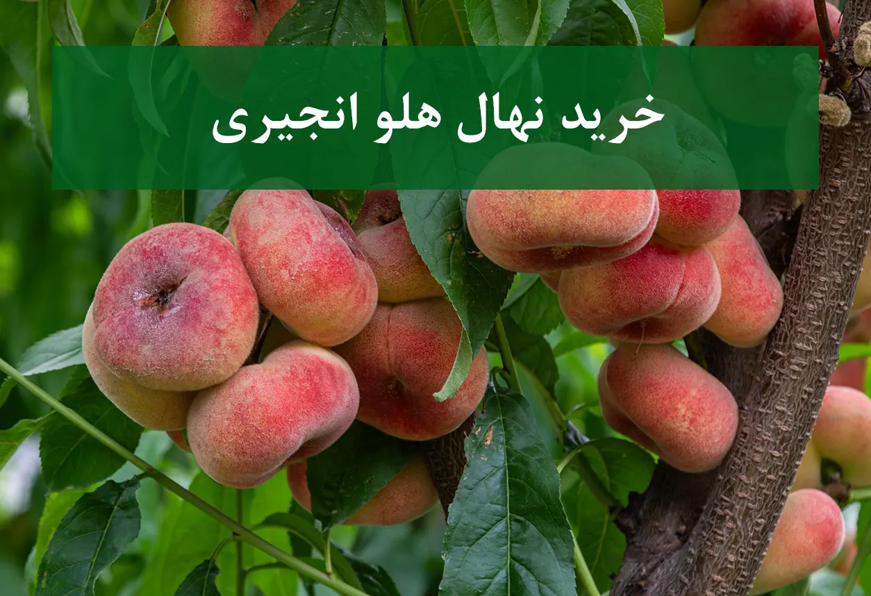 خرید نهال هلو انجیری + نهال سالم و پربار