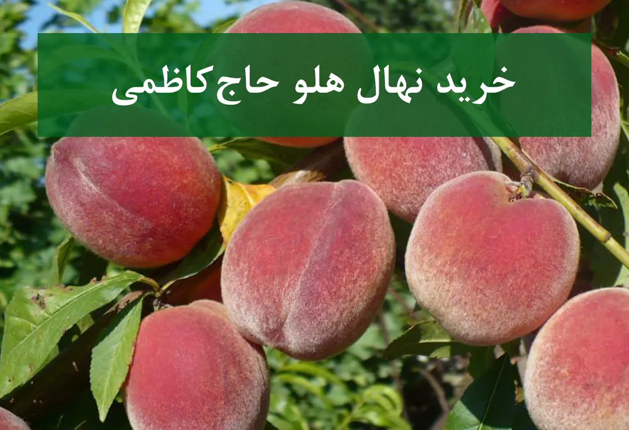 خرید نهال هلو حاج کاظمی + نهال سالم و پربار