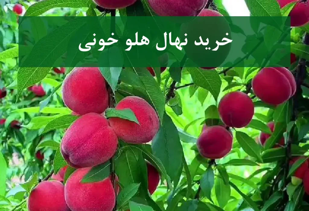خرید نهال هلو خونی + نهال سالم و پربار