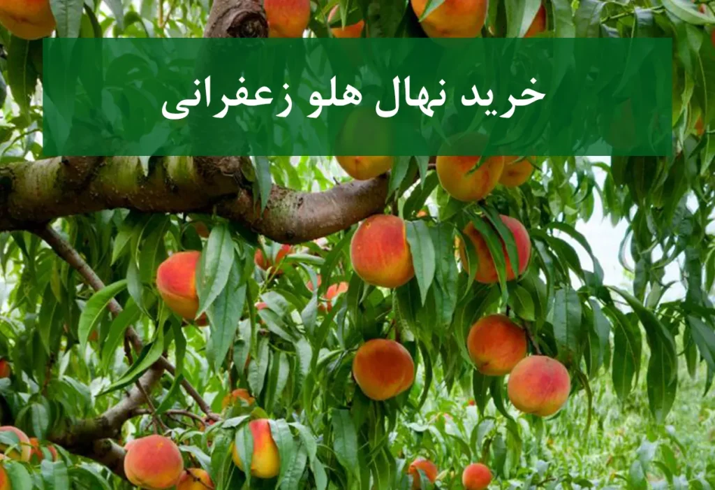 خرید نهال هلو زعفرانی + نهال سالم و پربار