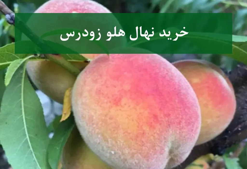 خرید نهال هلو زودرس + نهال سالم و پربار