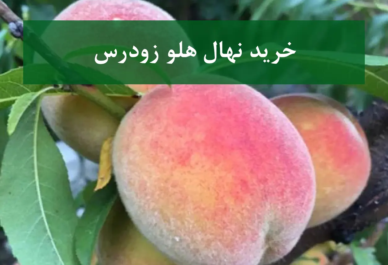 خرید نهال هلو زودرس + نهال سالم و پربار