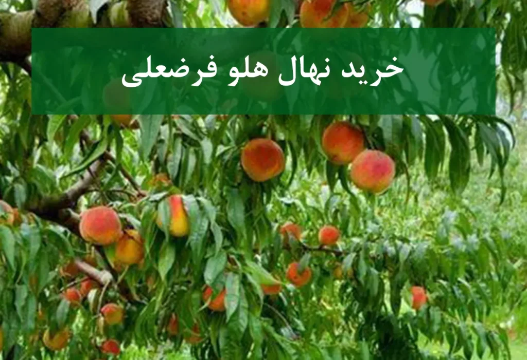 خرید نهال هلو فرضعلی + نهال سالم و پربار