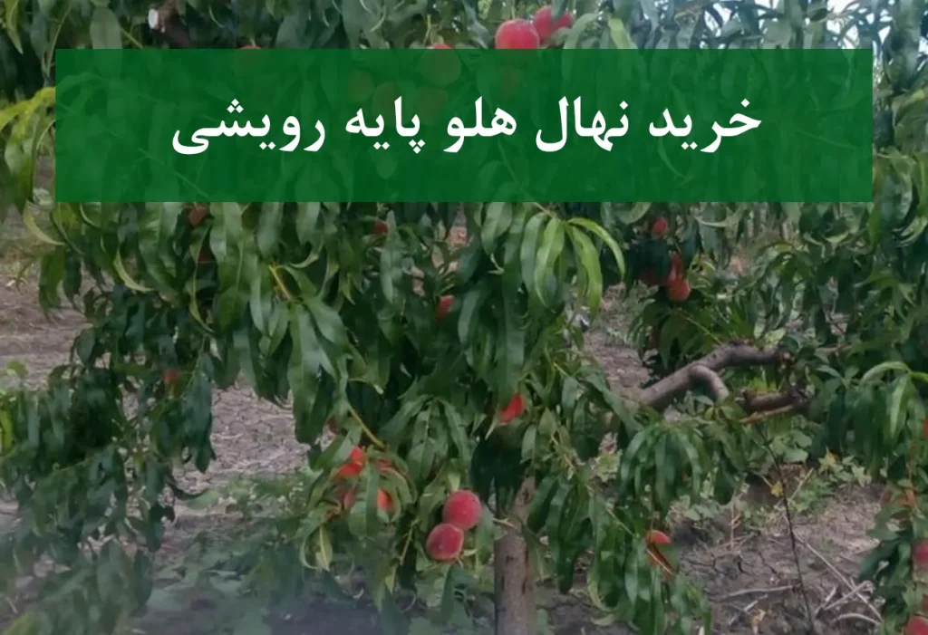 خرید نهال هلو پایه رویشی + رشد کنترل‌شده