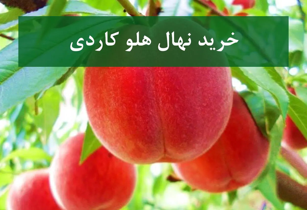 خرید نهال هلو کاردی + نهال سالم و پربار