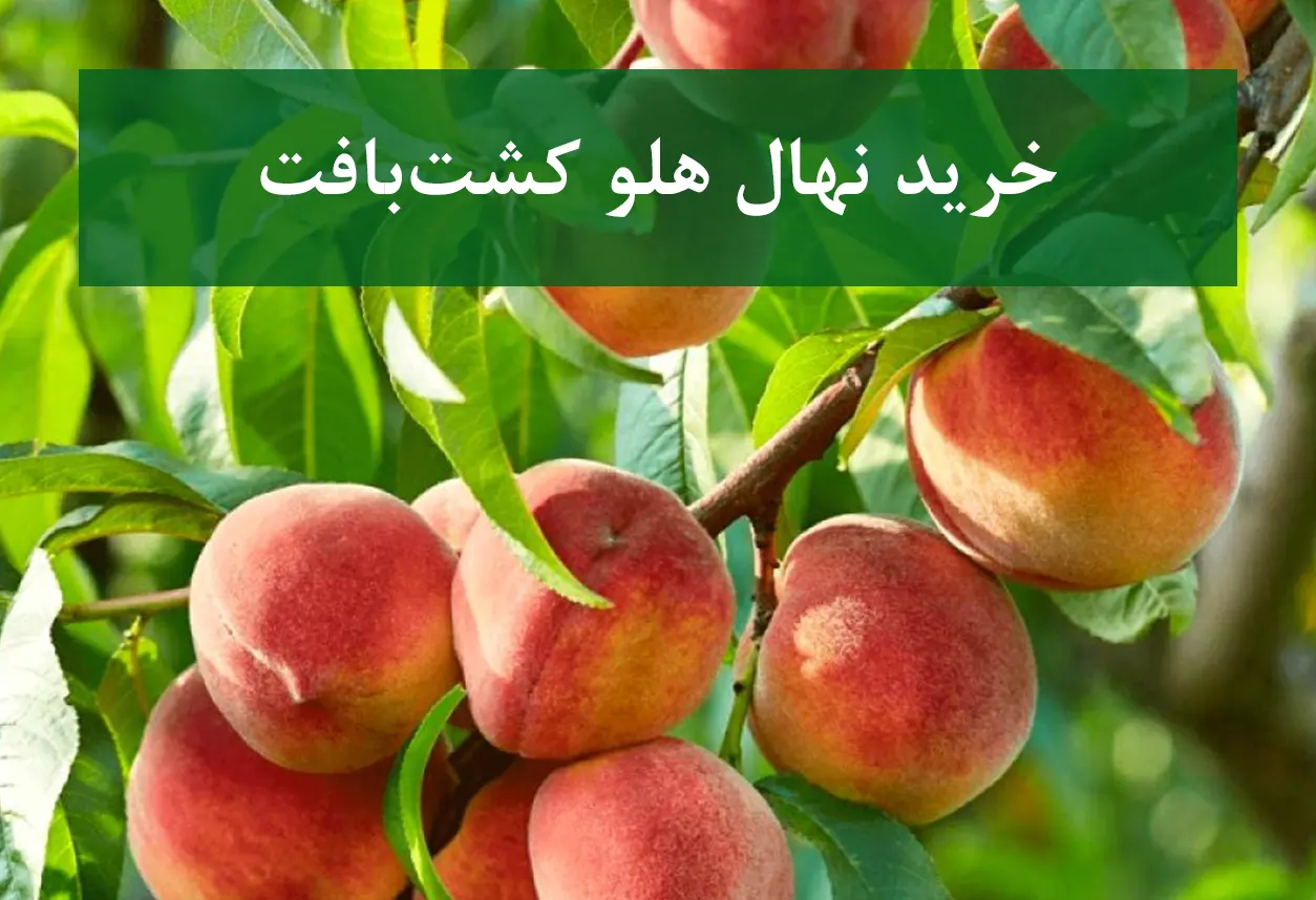 خرید نهال هلو کشت‌بافت + نهال سالم و پربار