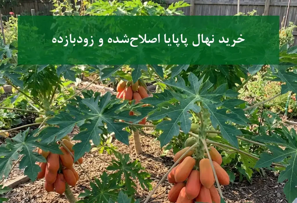 خرید نهال پاپایا اصلاح‌شده و زودبازده + مناسب کشت گرمسیری