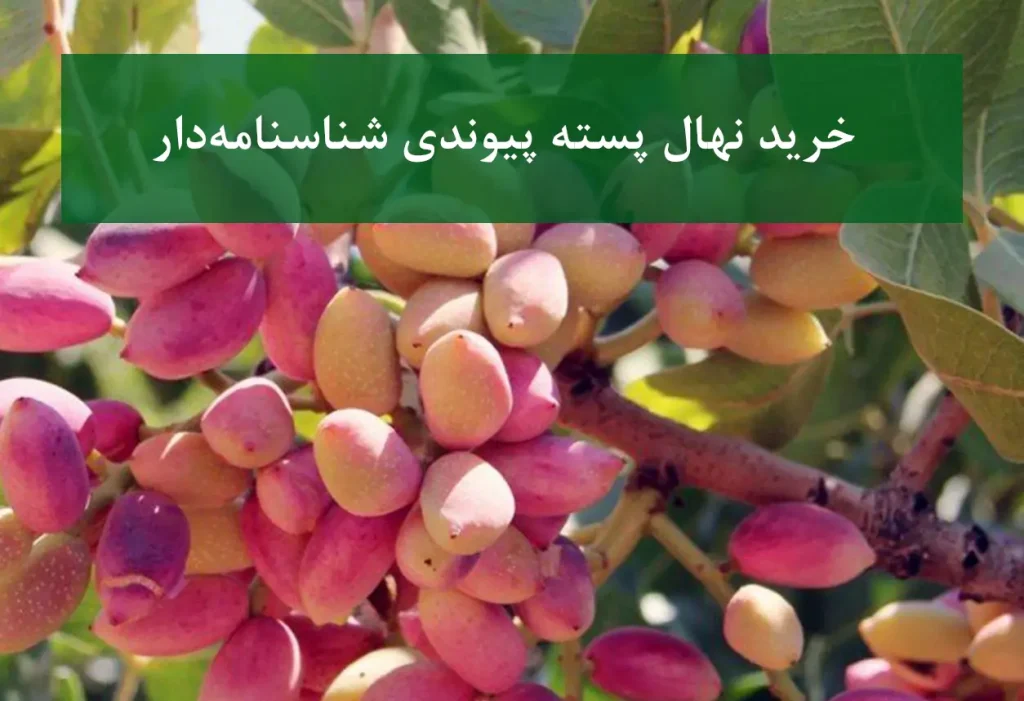خرید نهال پسته پیوندی شناسنامه‌دار + ارقام اکبری و احمدآقایی