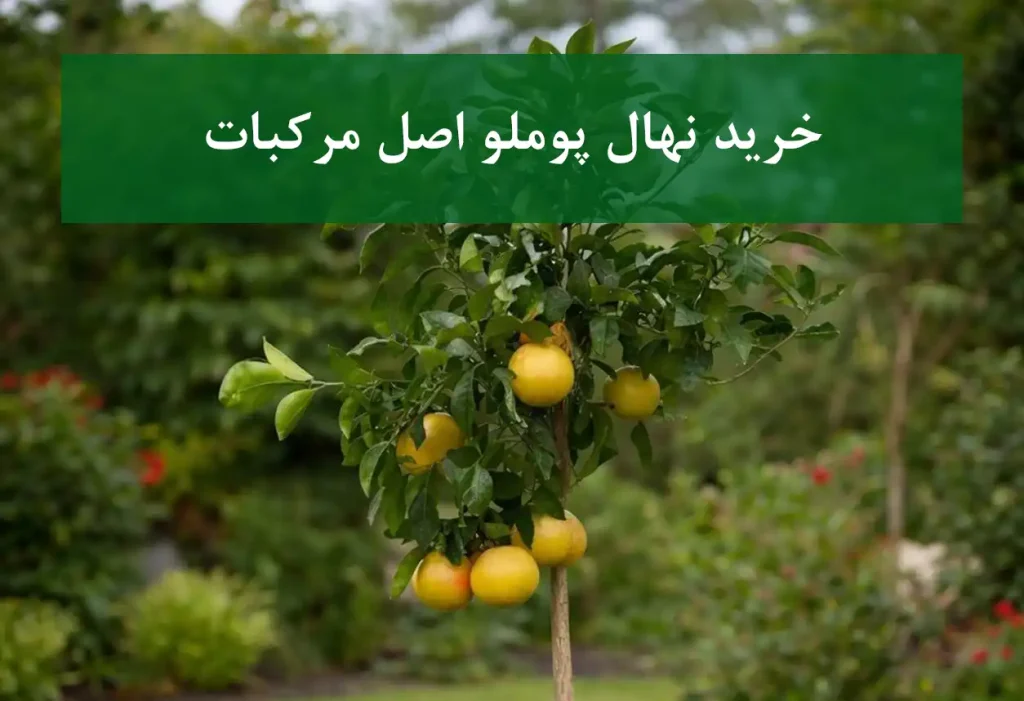 خرید نهال پوملو اصل مرکبات + مناسب احداث باغ