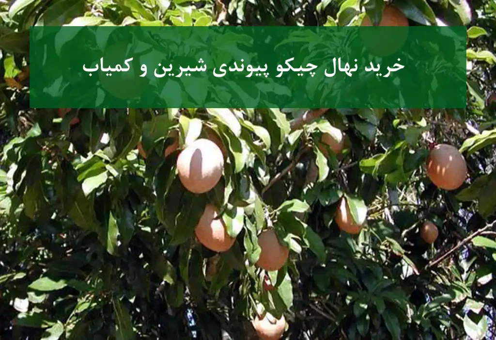 خرید نهال چیکو پیوندی + رقم شیرین و خاص