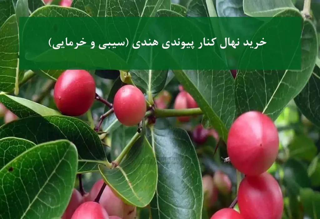 خرید نهال کنار پیوندی هندی + ارقام سیبی و خرمایی