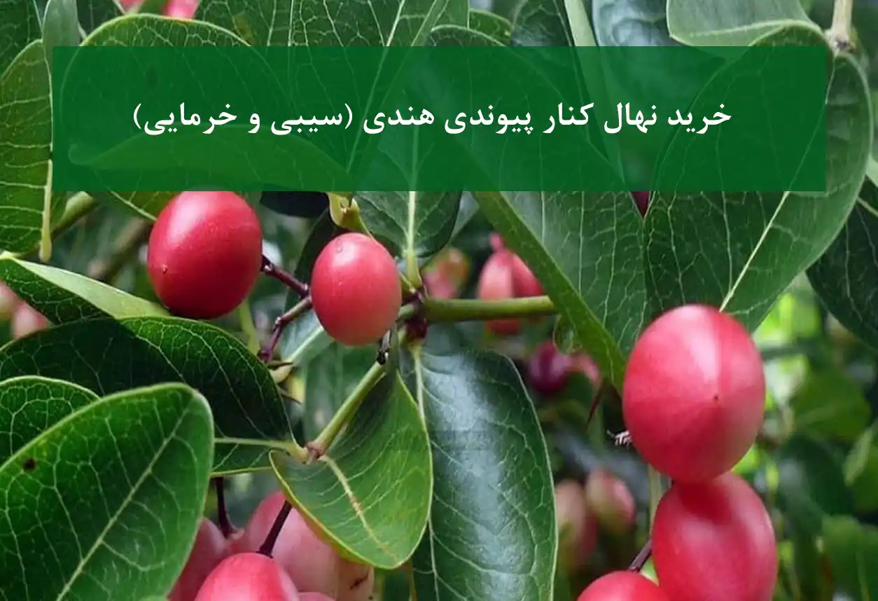 خرید نهال کنار پیوندی هندی + ارقام سیبی و خرمایی