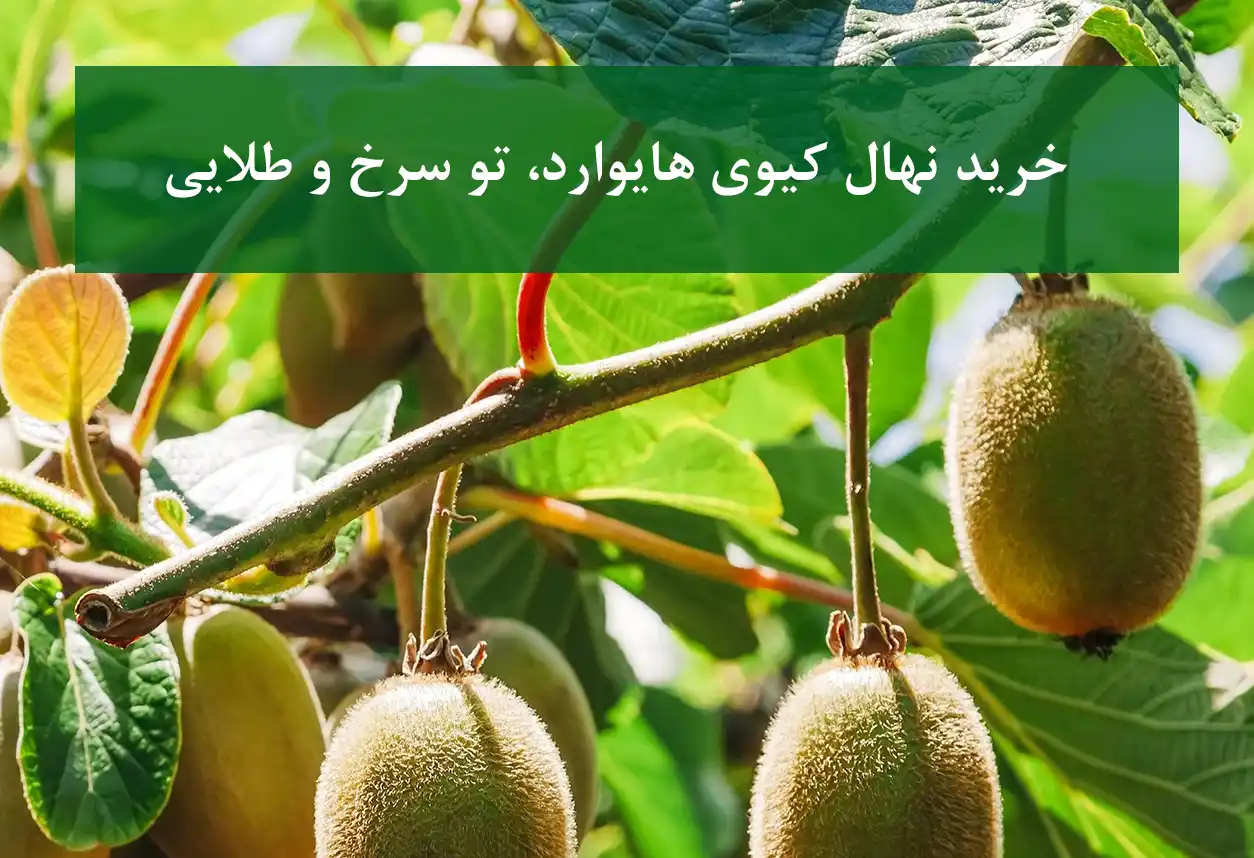خرید نهال کیوی هایوارد، تو سرخ و طلایی + ارقام تجاری و پربار