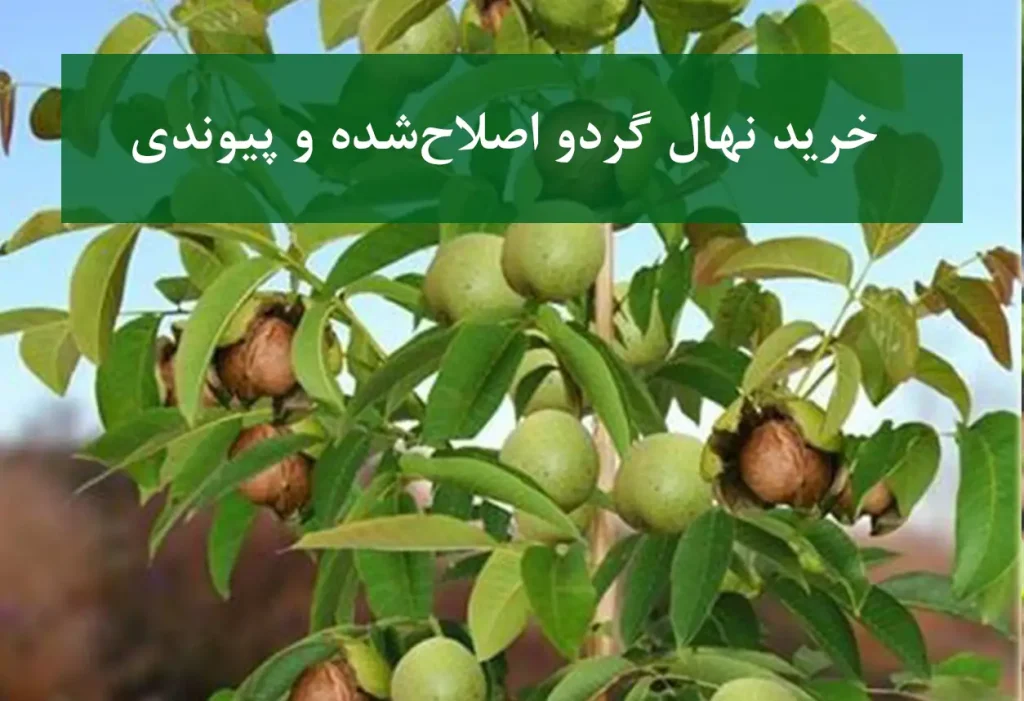 خرید نهال گردو اصلاح‌شده و پیوندی + باردهی زودرس