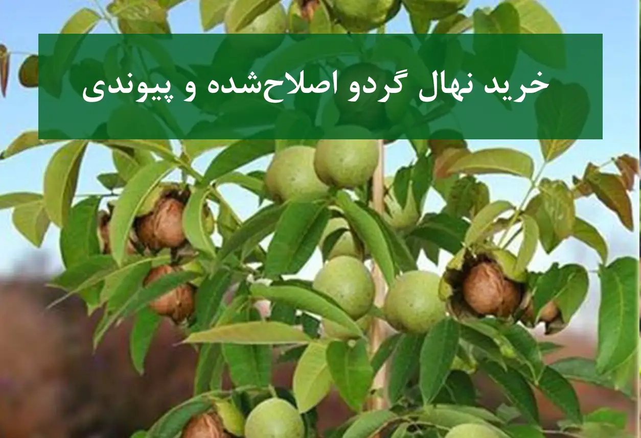 خرید نهال گردو اصلاح‌شده و پیوندی + باردهی زودرس