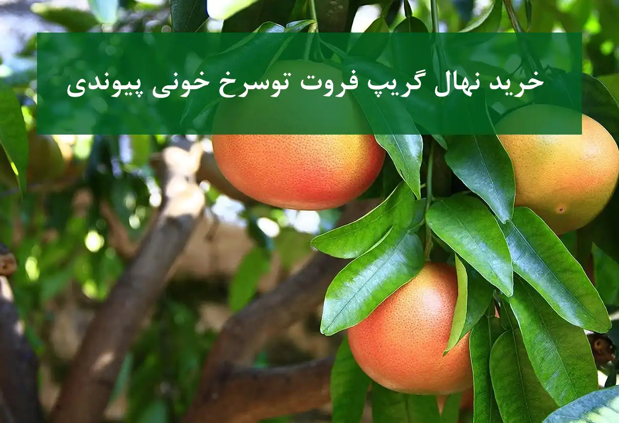 خرید نهال گریپ فروت توسرخ خونی پیوندی + مناسب احداث باغ