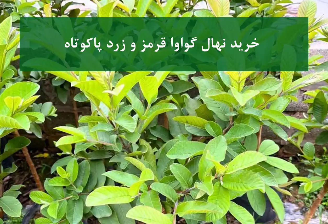 خرید نهال گواوا قرمز و زرد پاکوتاه + مناسب باغ و گلخانه