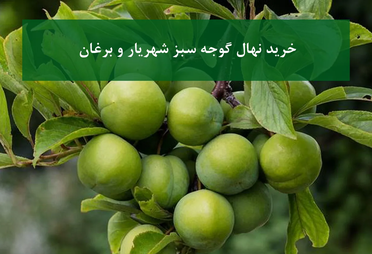 خرید نهال گوجه سبز شهریار و برغان + مناسب احداث باغ